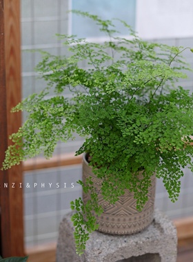 PHYSIS盘丝洞｜超大盆迷雾森林铁线蕨雨霏室内好养耐阴高档绿植