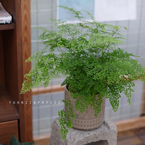 超大盆雨霏铁线蕨好养耐阴