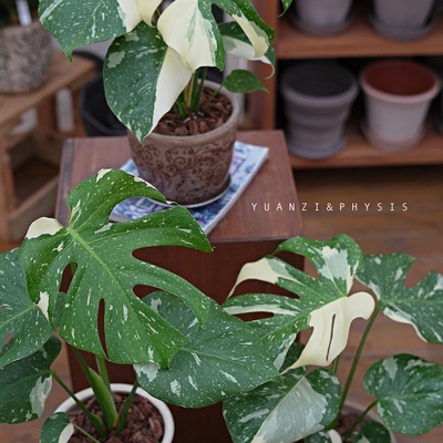 洒金龟背竹中大号耐热绿植