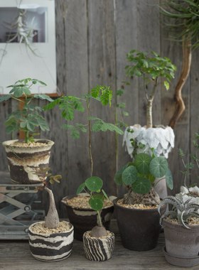 PHYSIS时光印记」直播KG块根植物一物一拍所见即所得稀少6.6