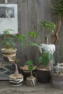 PHYSIS时光印记」直播KG块根植物一物一拍所见即所得稀少6.6