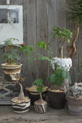 块根植物市集一物一拍