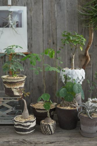 块根植物市集一物一拍