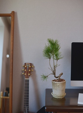 PHYSIS如追风少年般的」日本黑松盆栽室内外盆景造型绿植四季常绿