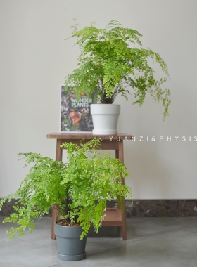 PHYSIS院子 铁线蕨中号室内绿植净化空气美观好养北欧风盆栽植物