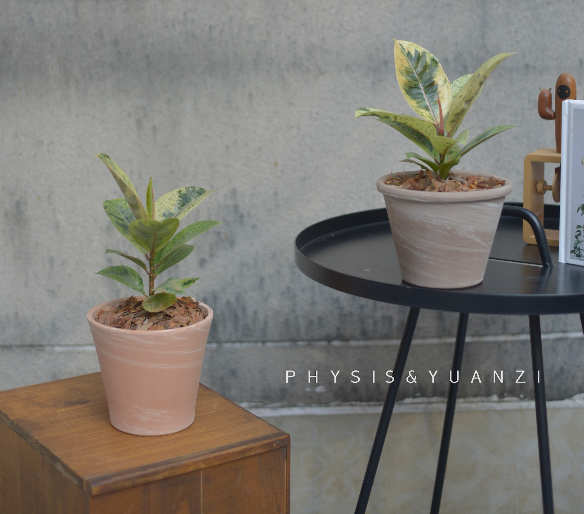 花叶橡皮树净化空气喜温暖潮湿