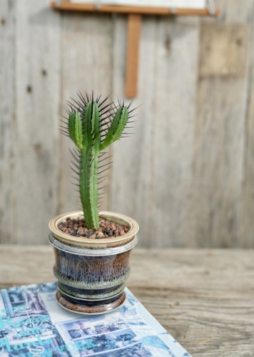 黑刺麒麟稀有块根大戟科植物