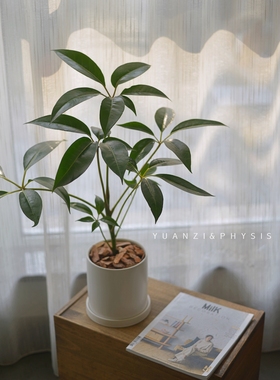 PHYSIS 日本大叶伞保罗大株室内盆栽绿植净化空气北欧风4/24更新