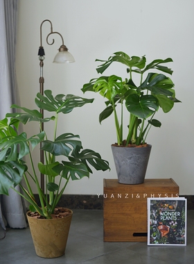 PHYSIS老桩龟背竹中型盆栽美观好养大叶开背室内绿植