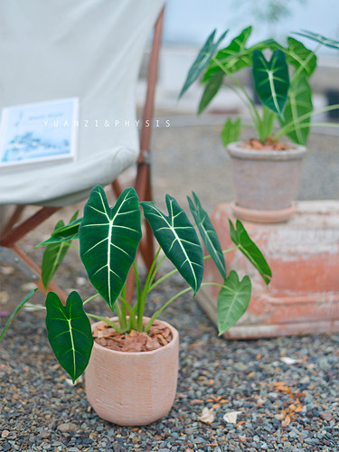 叶片大绿天鹅绒海芋易活室内外