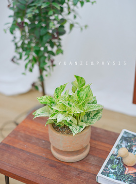 PHYSIS特别的美」大理石皇后绿萝花叶带锦ins风室内好养盆栽