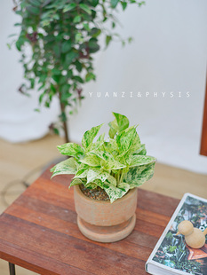 PHYSIS特别 美」大理石皇后绿萝花叶带锦ins风室内好养盆栽