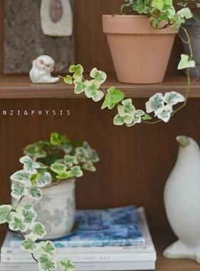 PHYSIS花叶常春藤雪莹日本品种微型盆栽室内外好养植物顺丰快递