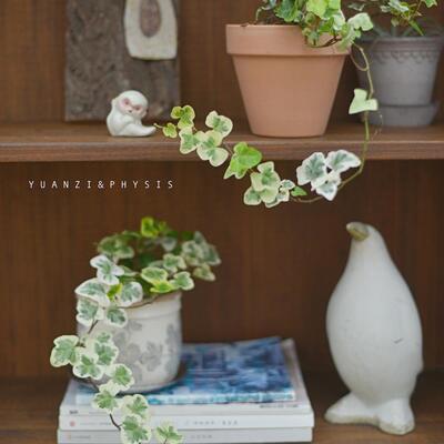 花叶常春藤微型盆栽好养