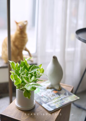 花叶绿萝净化空气忌阳光直射