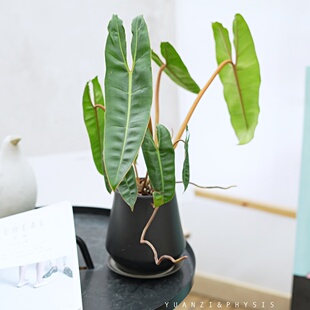 PHYSIS会飞的叶子橙柄蔓绿绒室内超好养懒人热植ins风净化空气