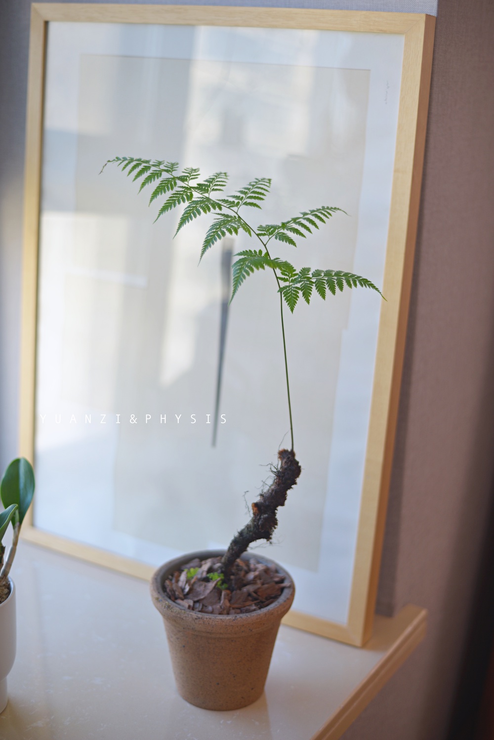 龙骨蕨室内美观净化空气性喜温暖