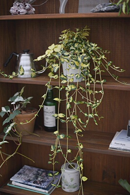 花叶蔓长春室内好养美观