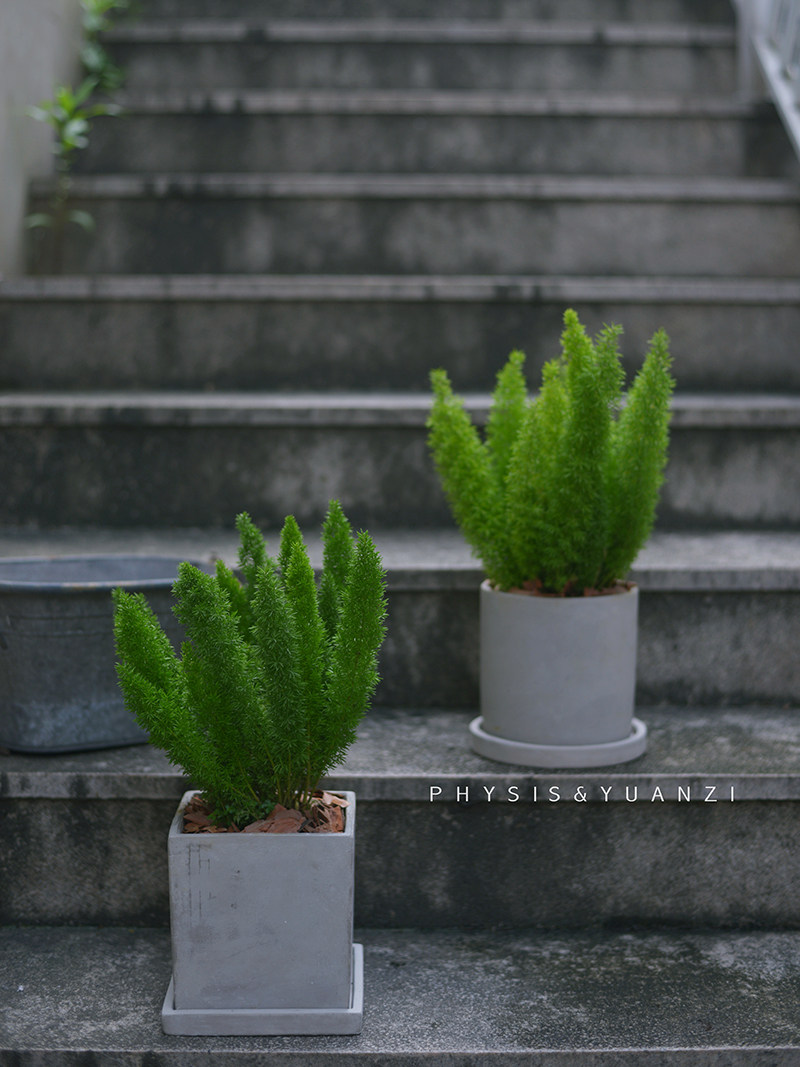 physis 天门狐尾 天门冬武竹庭院阳台北欧风四季常绿植物盆栽