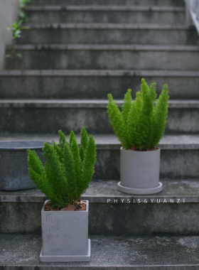 PHYSIS 天门狐尾 天门冬武竹庭院阳台北欧风四季常绿植物盆栽