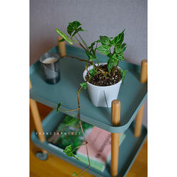 PHYSIS热植系」巴迪布纹合果芋蜡染合果芋Syngonium Batik室内耐