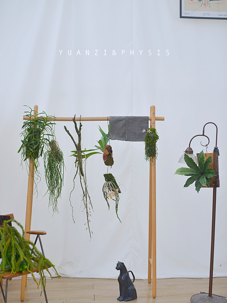 小众造型吊挂植物合集