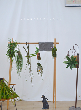 PHYSIS飞鸟集」小众造型吊挂植物合集眼镜蛇石斛兰贝母兰石松鹿角