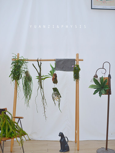 小众造型吊挂植物合集