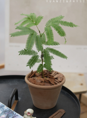 PHYSIS朝九晚五的」日本密叶猴耳环一盆一拍ins风好养长成大树