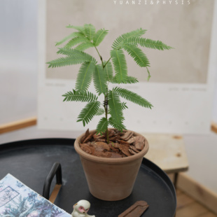 PHYSIS朝九晚五的」日本密叶猴耳环一盆一拍ins风好养长成大树