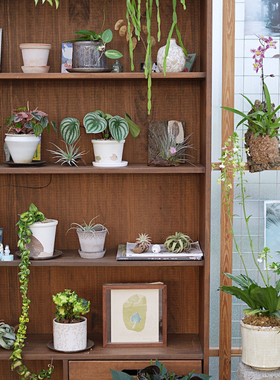 PHYSIS后院｜精选植物一物一拍室内小型盆栽块根所见即所得12.29