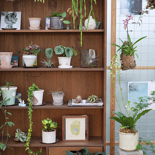 PHYSIS后院｜精选植物一物一拍室内小型盆栽块根所见即所得3.31