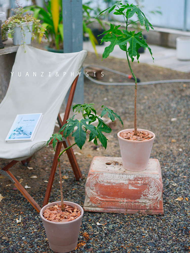 physis生命因你而火热」澳洲火焰木槭叶酒瓶树室外庭院超好养盆栽