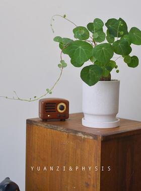 PHYSIS飞墙走壁的」山乌龟攀援块根植物热带好养绿植净化空气
