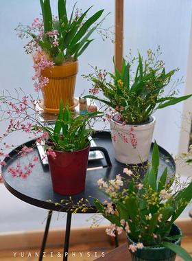 PHYSIS BLOOM文心兰室内爆花淡香跳舞兰送礼年宵圣诞花多色花期长