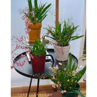 PHYSIS BLOOM文心兰室内爆花淡香跳舞兰送礼年宵圣诞花多色花期长