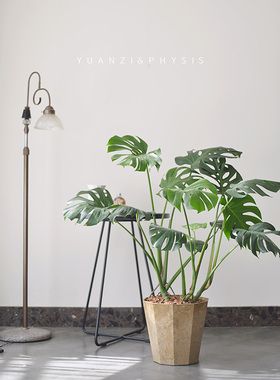 PHYSIS 龟背竹老桩龟背竹穿孔喜林芋室内新奇观叶造景盆栽绿植植
