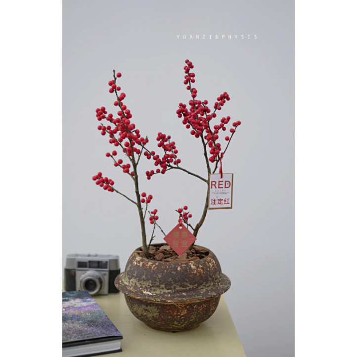 PHYSIS生命的激情北美冬青盆栽室内外好养绿植圣诞节年宵花ins风,鲜花速递/花卉仿真/绿植园艺,绣球/木绣球/木本植物,淘宝优惠券,粉丝福利购,淘宝优惠卷