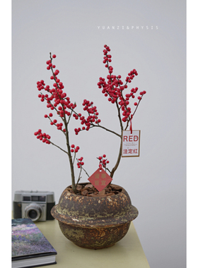 PHYSIS生命的激情北美冬青盆栽室内外好养绿植圣诞节年宵花ins风