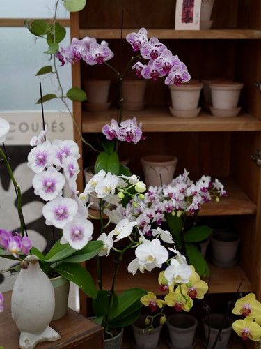 physis蝴蝶兰美观好养送礼