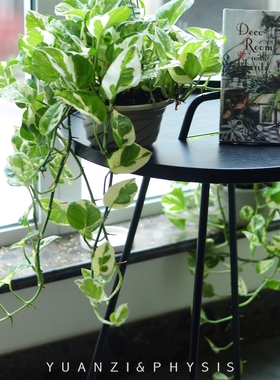 PHYSIS花叶绿萝大盆垂吊植物净化空气美观好养室内绿植盆栽