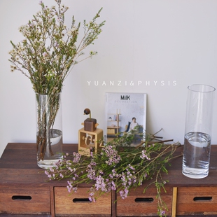 PHYSIS澳洲腊梅蜡花鲜切花花期长年宵花绿色鲜花植物