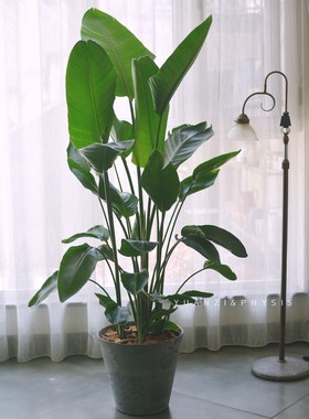PHYSIS尼古拉天堂鸟鹤望兰室内高档观叶室内盆栽美观好养净化空气