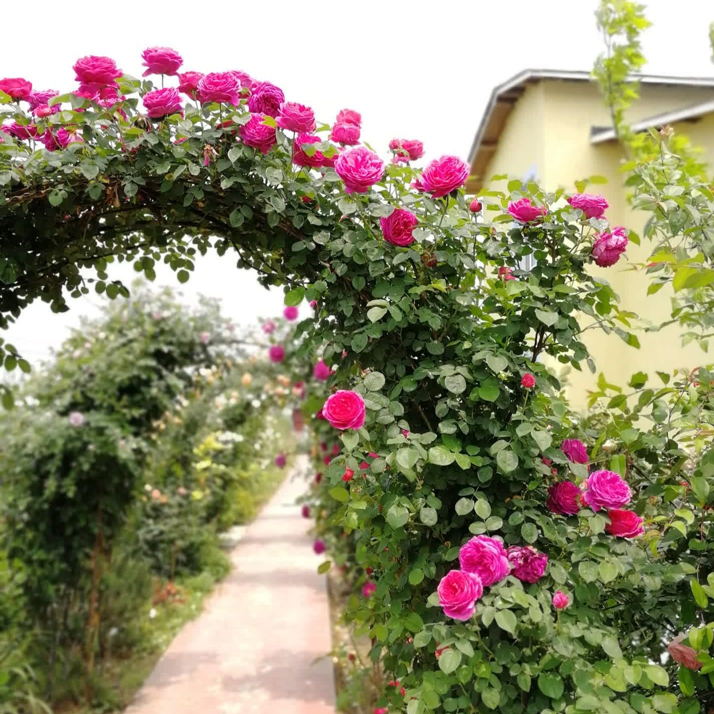 园丁日记 奥瑟罗 大藤本 奥斯汀玫红色浓香强香围墙爬藤月季花苗