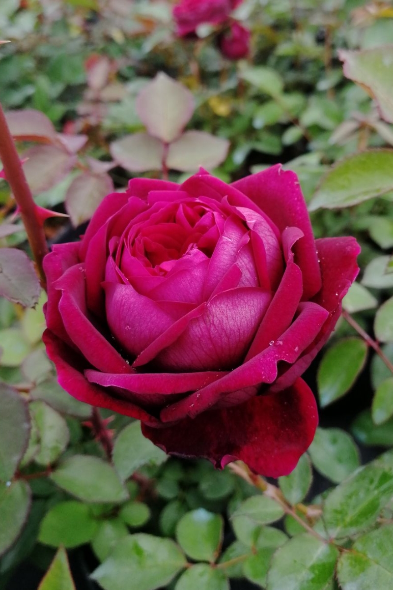 日本灌木灌木黑紫色玫瑰切花月季