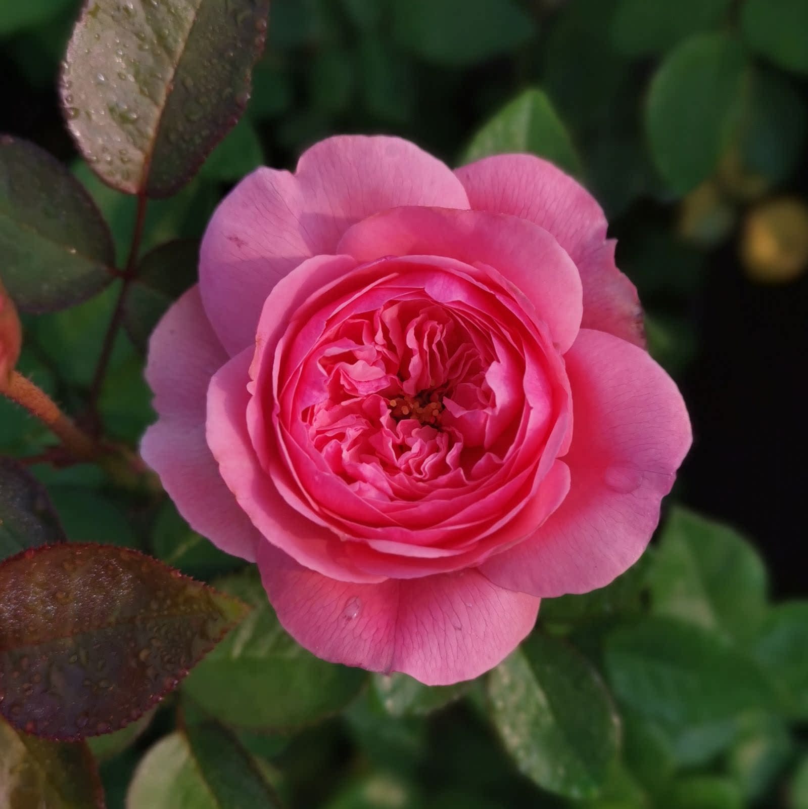 园丁日记 相亲相爱 日本切花深粉色玫瑰月季花苗四季勤花花期持久