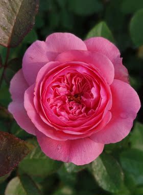 园丁日记 相亲相爱 日本切花深粉色玫瑰月季花苗四季勤花花期持久