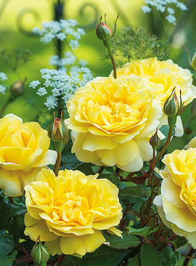 园丁日记 诗人之妻(灌木)黄色盆栽月季大花浓香玫瑰四季勤花抗病