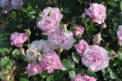 园丁日记 沉默的爱(灌木) 日本大花月季浓香 丰花 分枝好