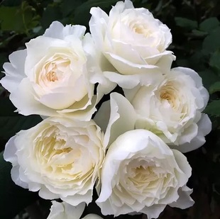 园丁日记 雪野一梦(灌木) 日本奶白色大花月季浓香四季勤花